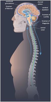 Cerebrospinal fluid flushing as a means of neuroprotection